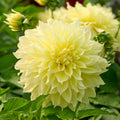 Dahliamix 'All yellow mix'