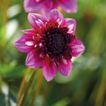 Dahliamix 'Anemone mix'