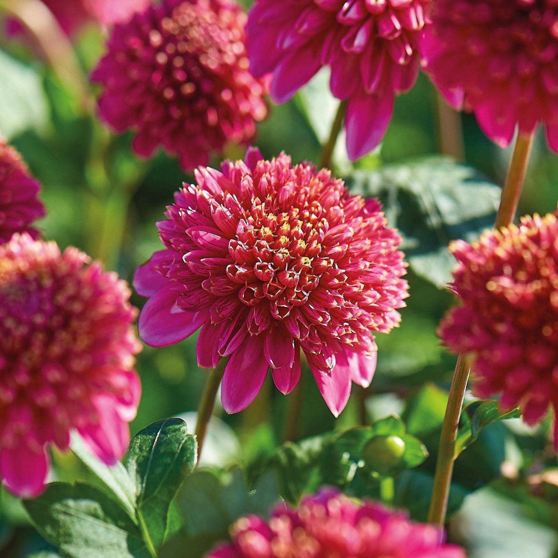 Dahliamix 'Anemone mix'