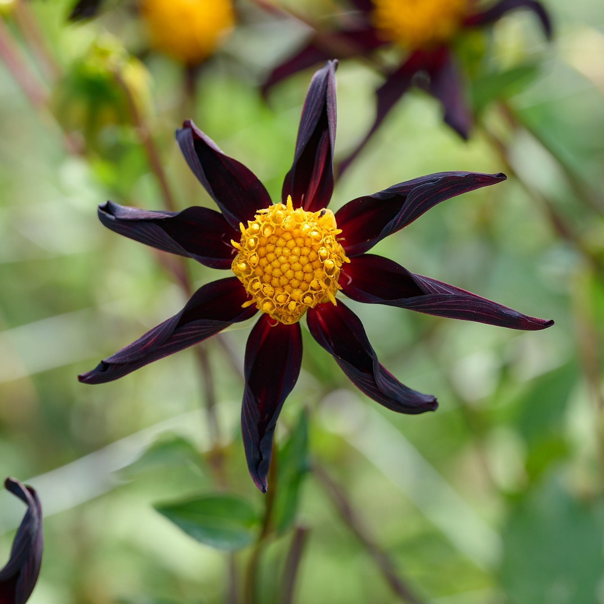 Dahliamix 'Dahlia Honka mix'