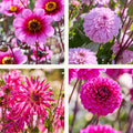 Dahliamix 'Light purple mix'