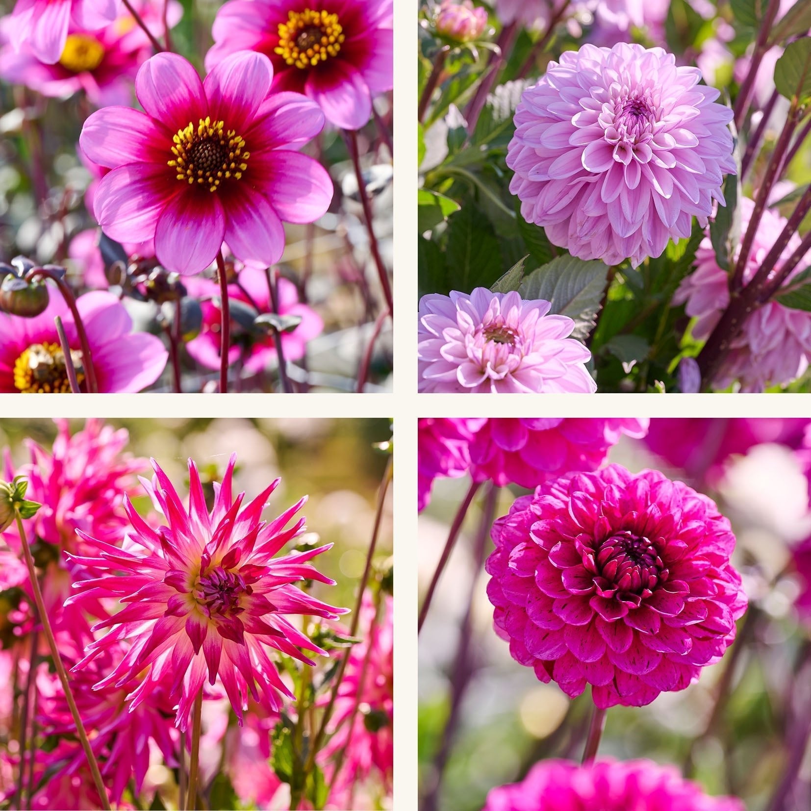 Dahliamix 'Light purple mix'