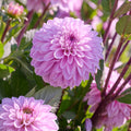 Dahliamix 'Light purple mix'