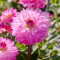 Dahliamix 'Pink mix'