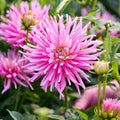 Dahliamix 'Pink mix'
