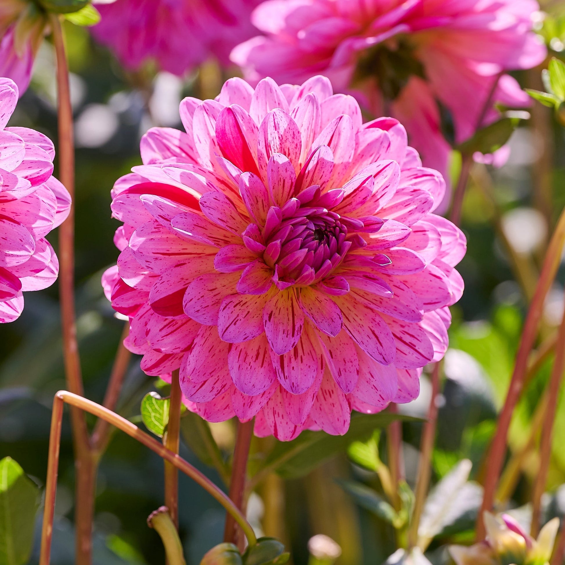Dahliamix 'Pink mix'
