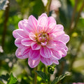 Dahliamix 'Pink/Purple mix'