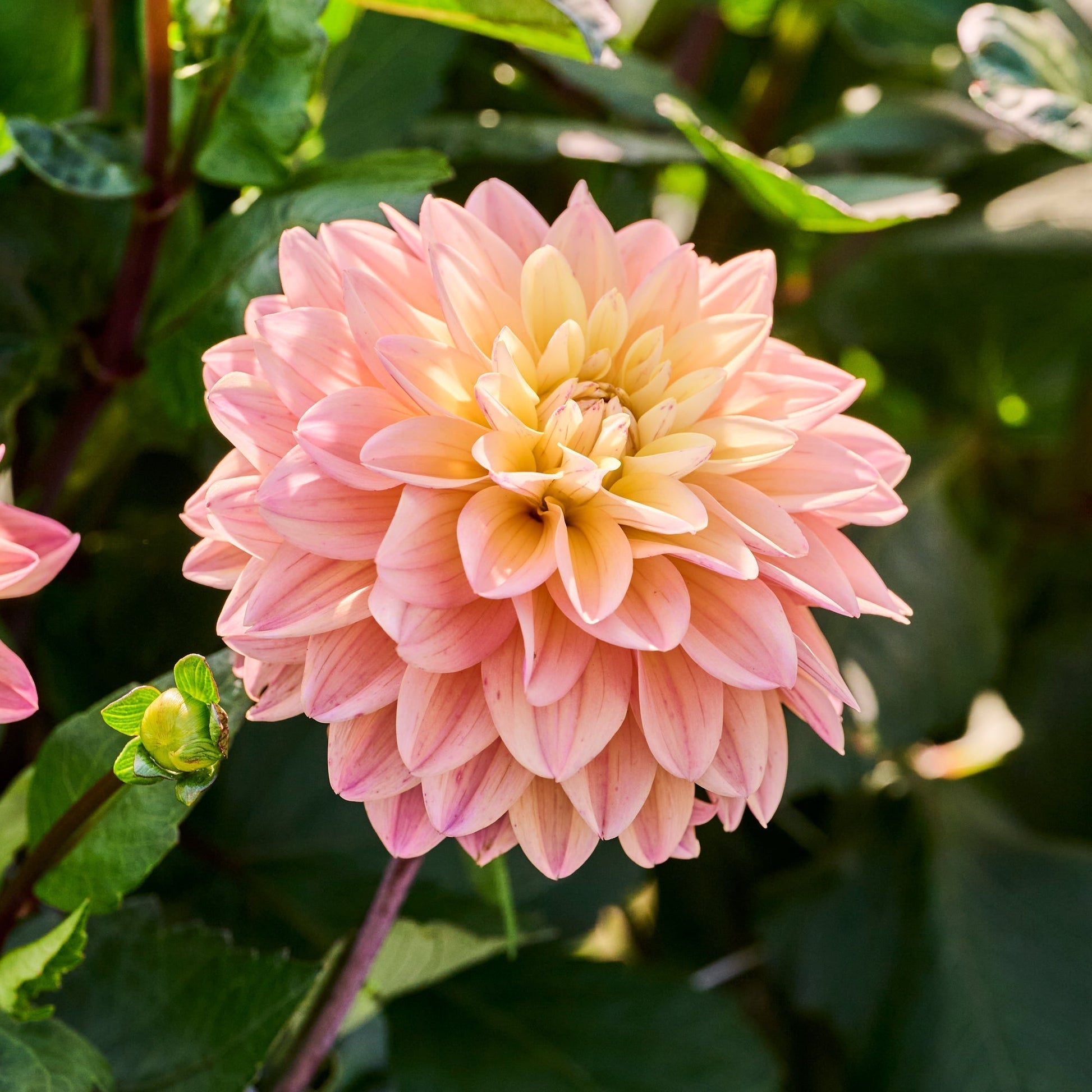 Dahliamix 'Soft pastel Mix'