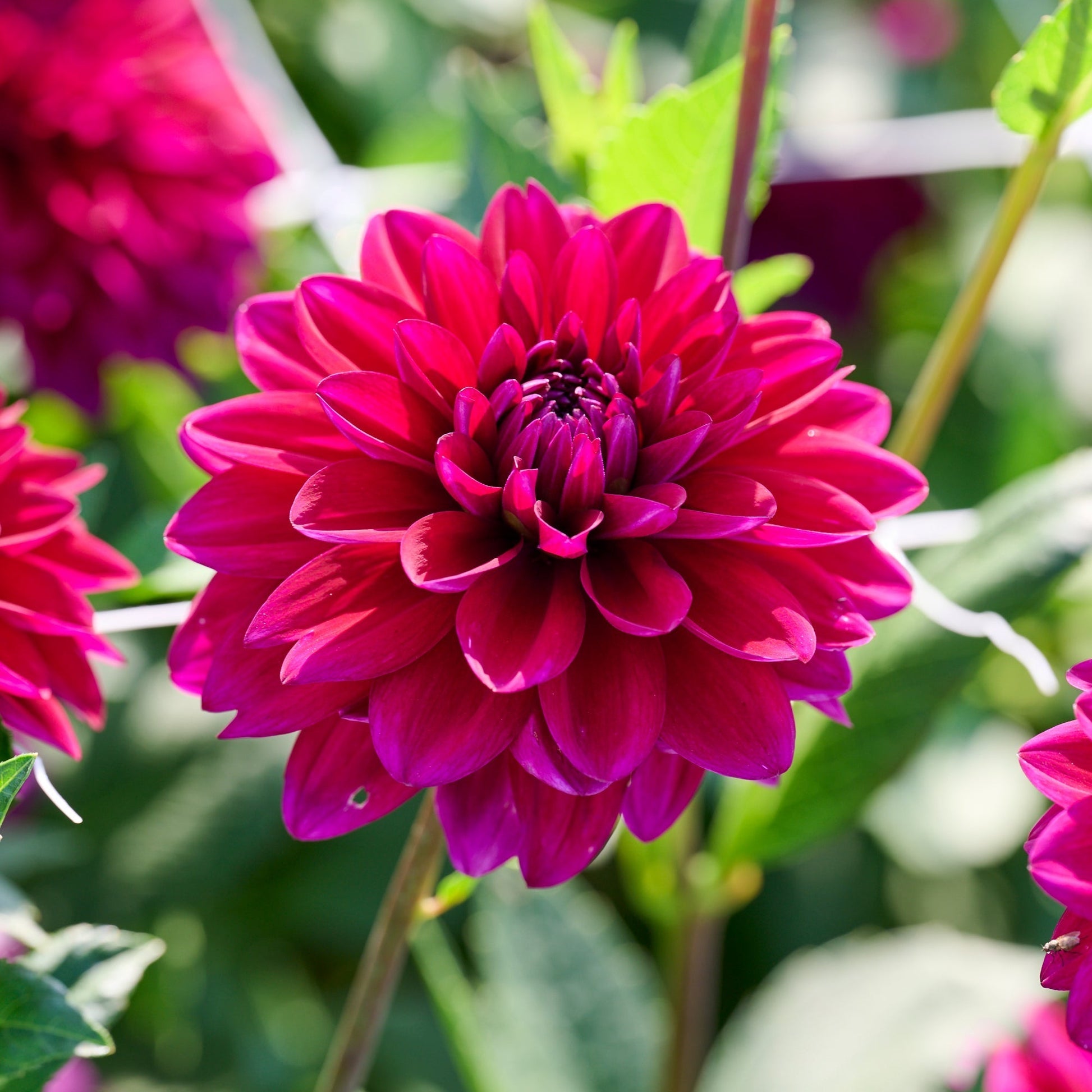 Dahliamix 'Sorbet mix'