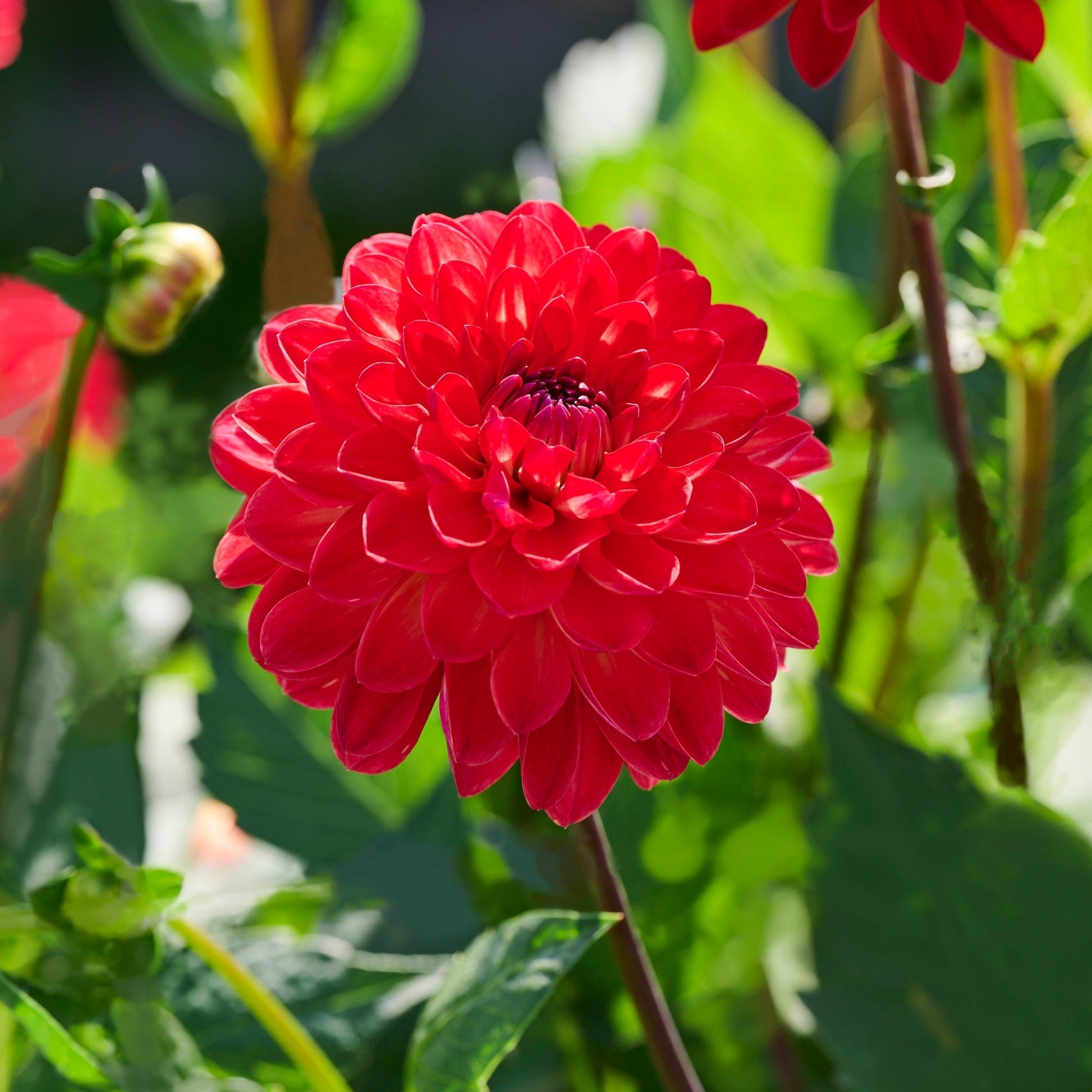 Dahliamix 'Sunrise mix'