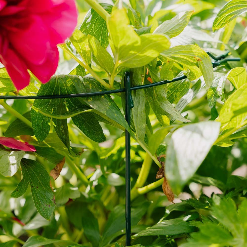 Enkel plantensteun ring, L: 40 cm B: 40 cm H: 61 cm