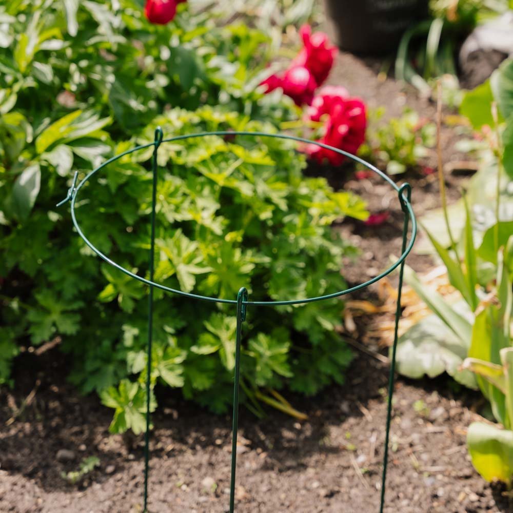 Enkel plantensteun ring, L: 40 cm B: 40 cm H: 61 cm