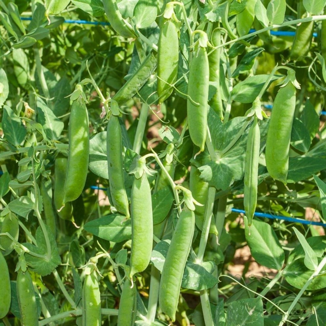 Erwtenzaden 'Ambassador' - 50 biologische zaden