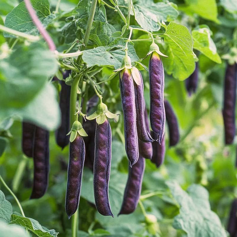 Erwtenzaden 'Blauwschokker' - 50 biologische zaden