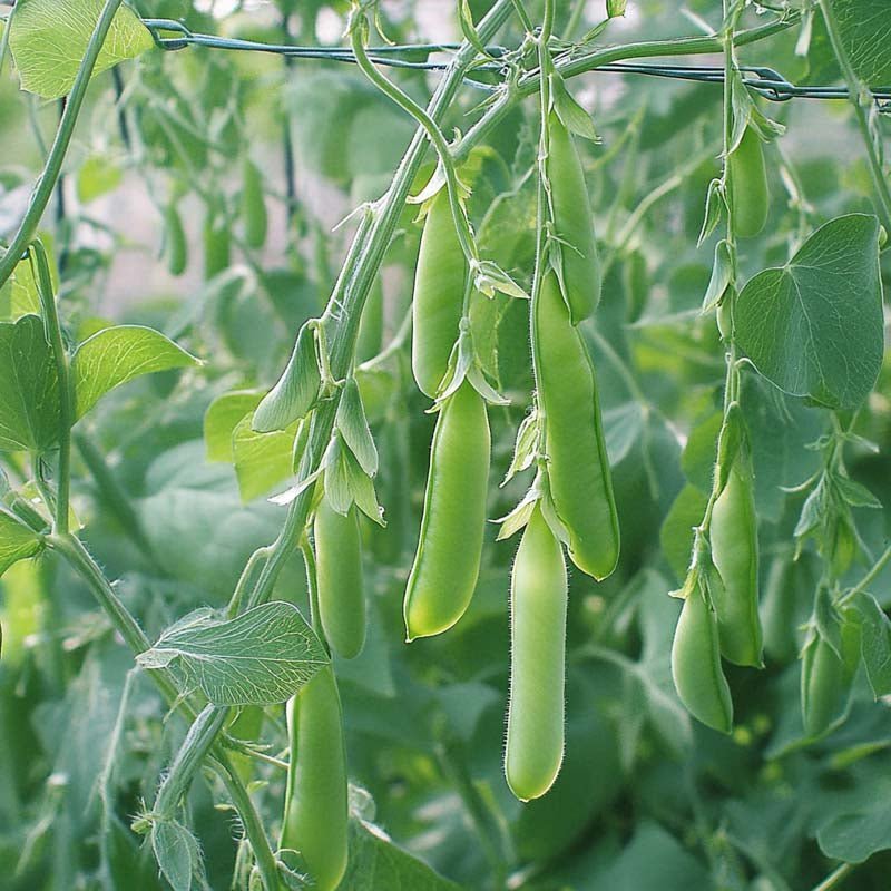 Erwtenzaden 'Eerste Vroege Mei' - 50 biologische zaden