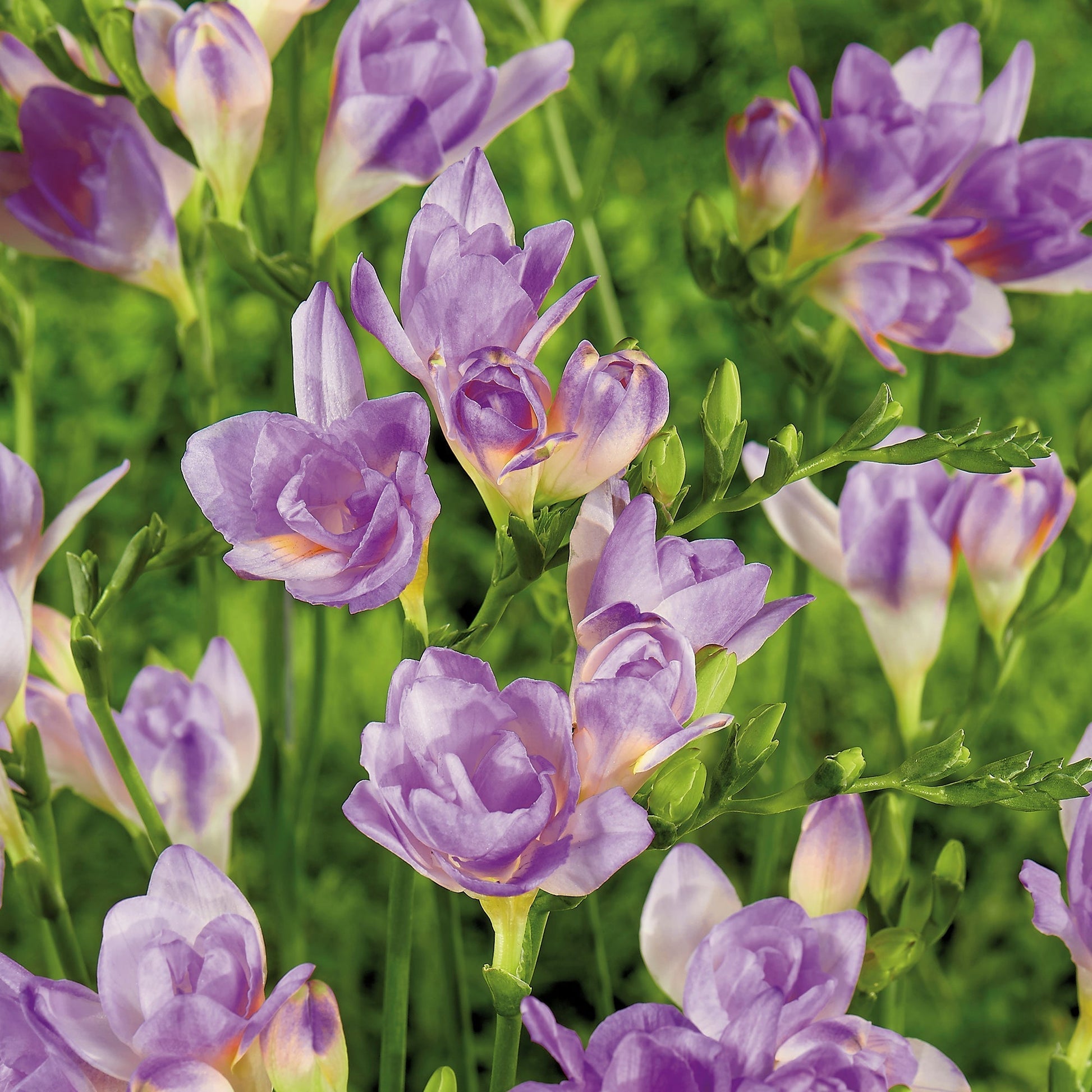 Freesia 'Double Blue'