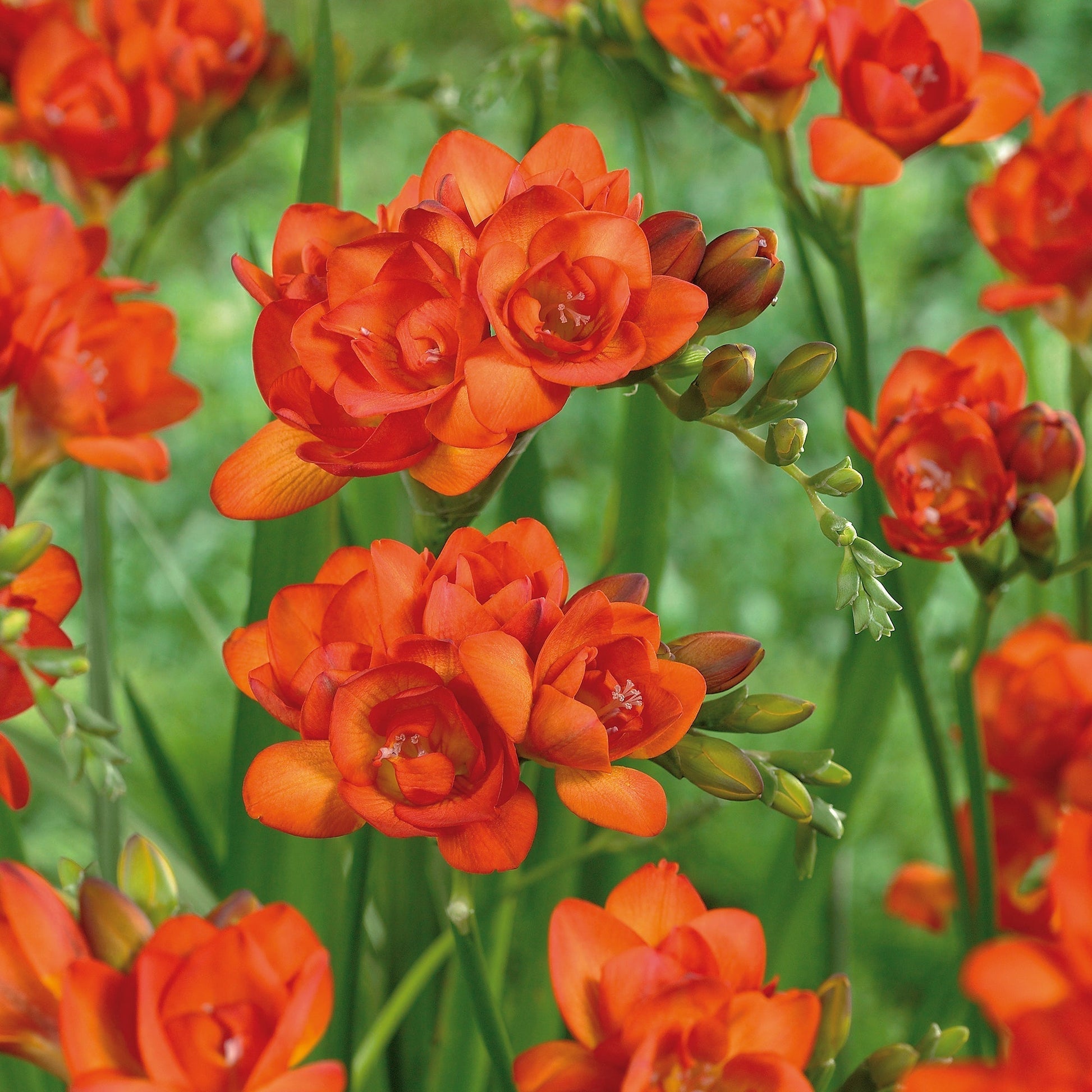 Freesia 'Double Orange'