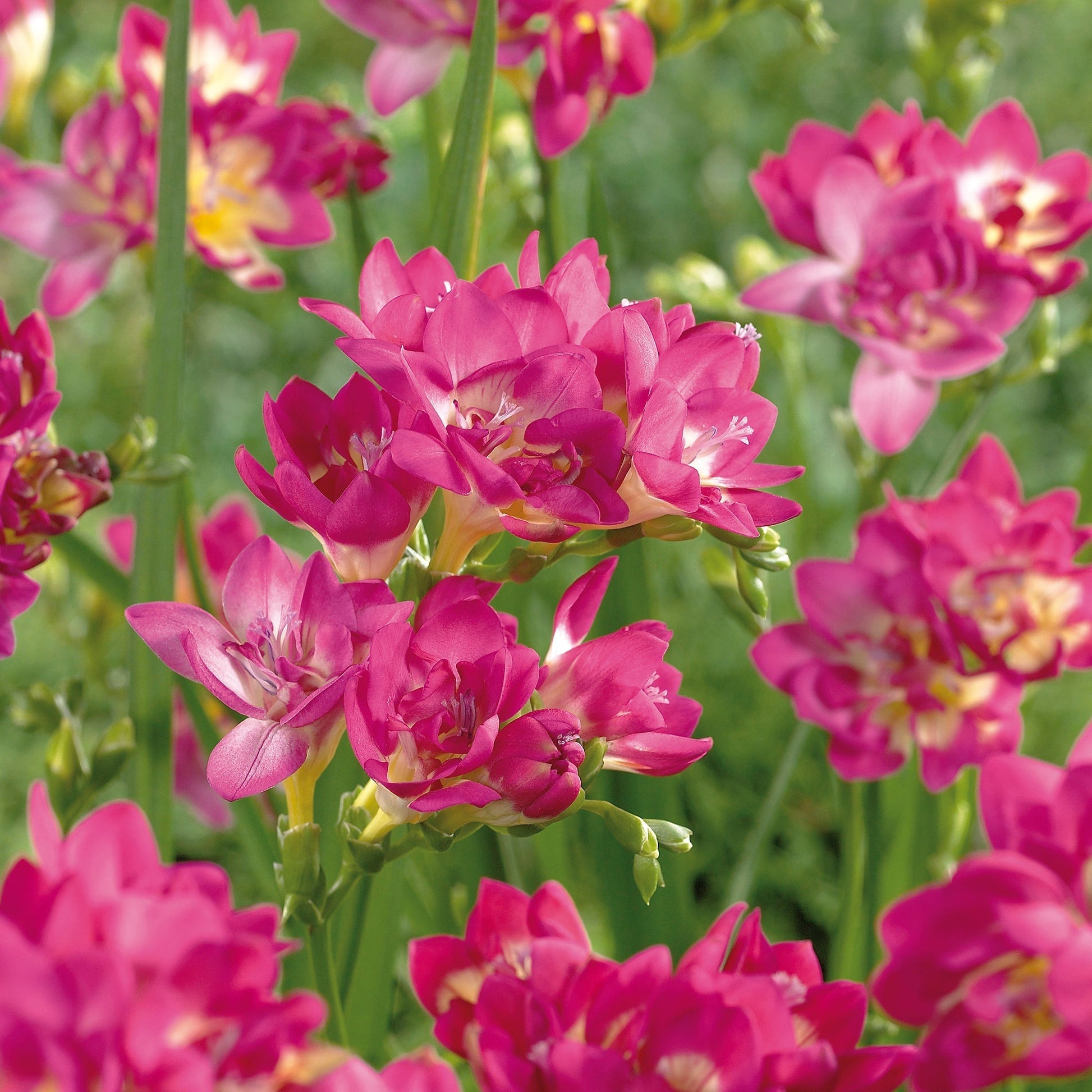Freesia 'Double Pink'