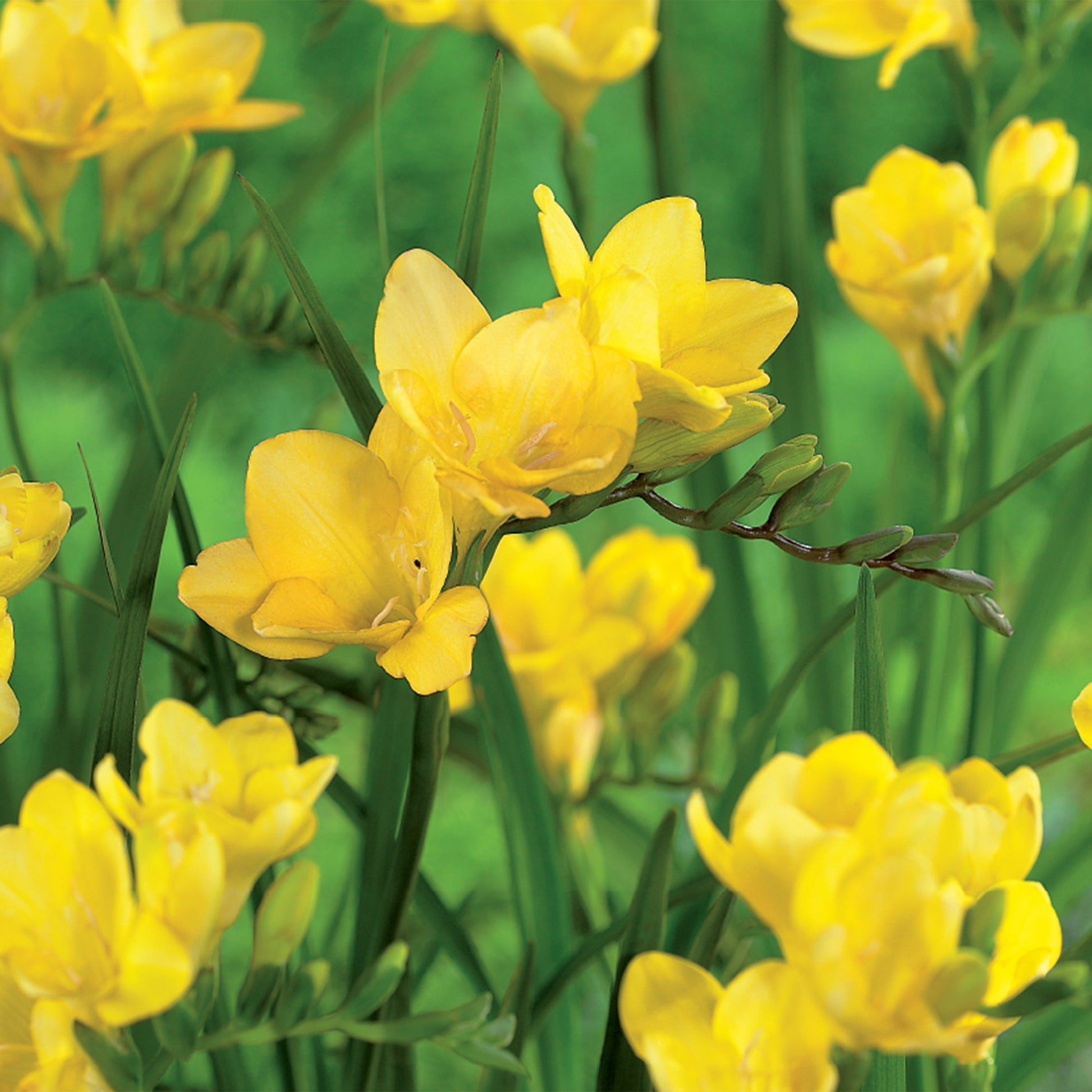 Freesia 'Yellow'