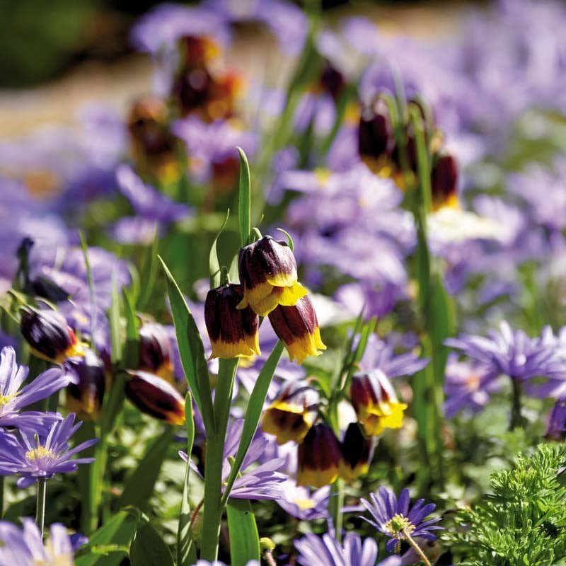 Fritillaria 'Michailovskyi'