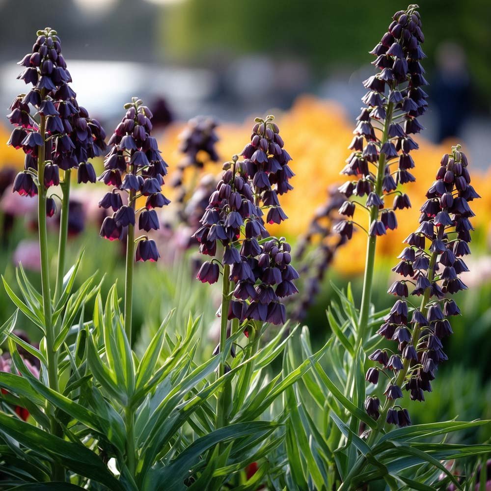 Fritillaria 'Persica'