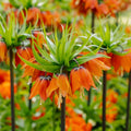 Fritillaria 'Rubra Maxima'