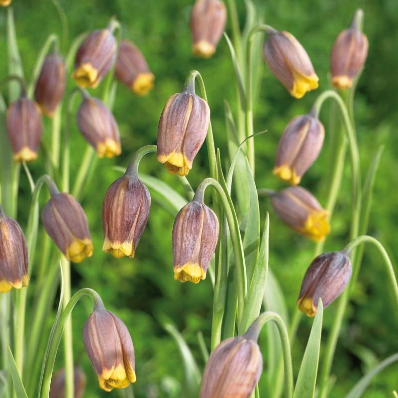 Fritillaria 'Uva vulpis'