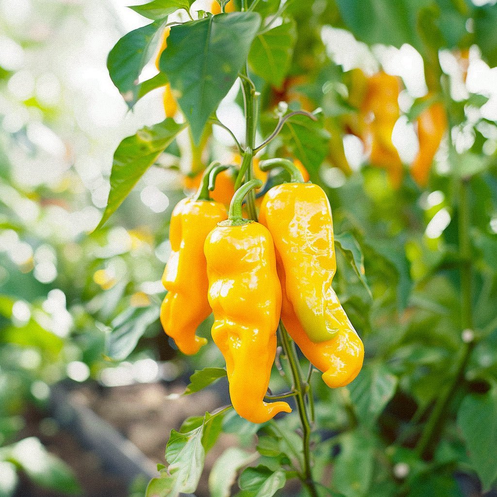 Gele paprika 'Zazu' - 5 biologische zaden