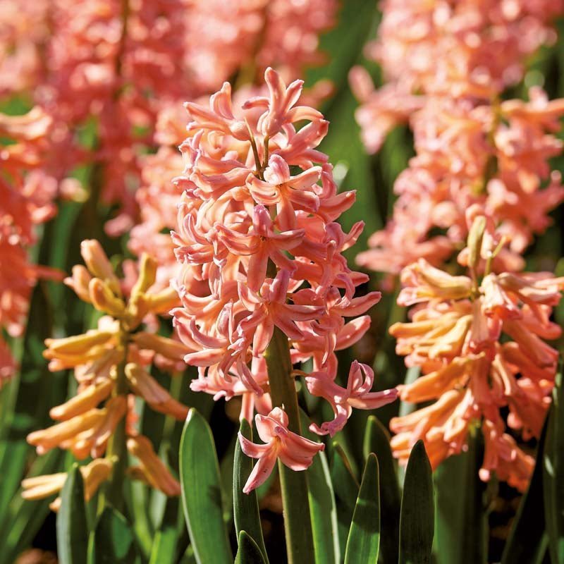 Hyacint 'Gipsy Queen'