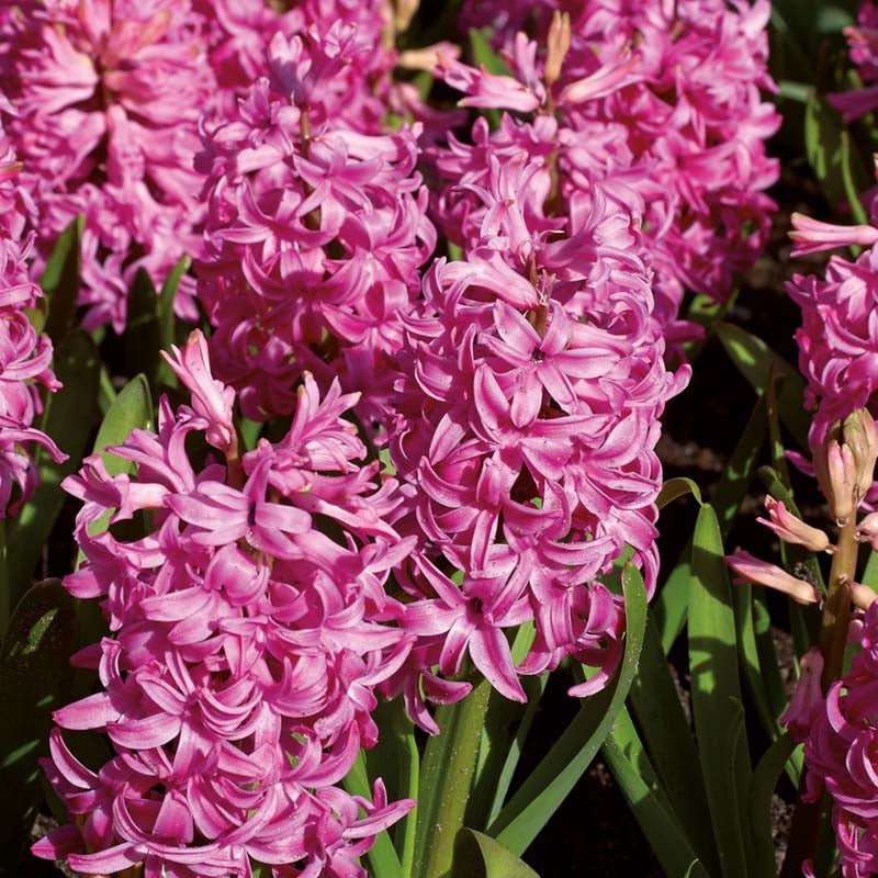 Hyacint 'Pink Pearl'