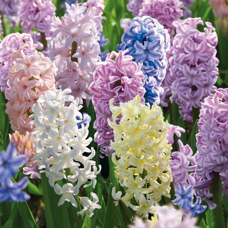 Hyacintenmix 'Pastel Mixed'