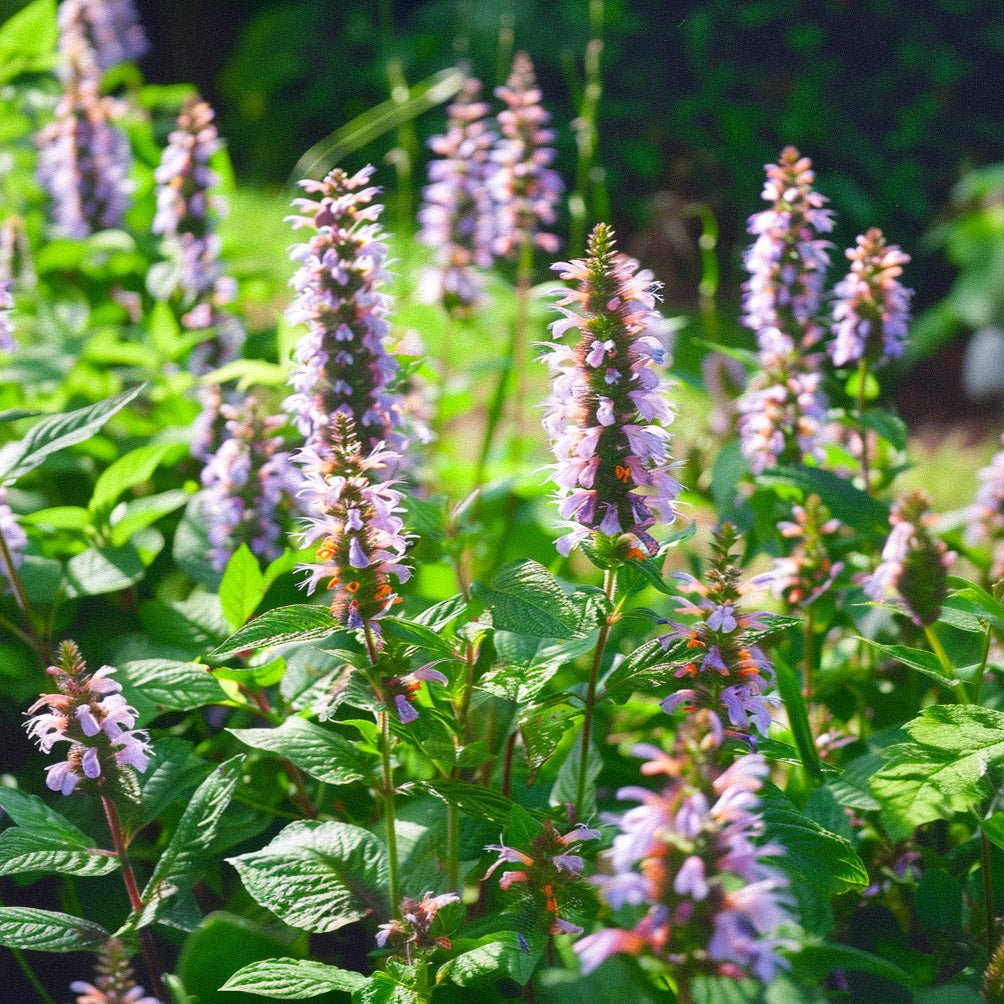 Indiase muntzaden - 150 biologische zaden