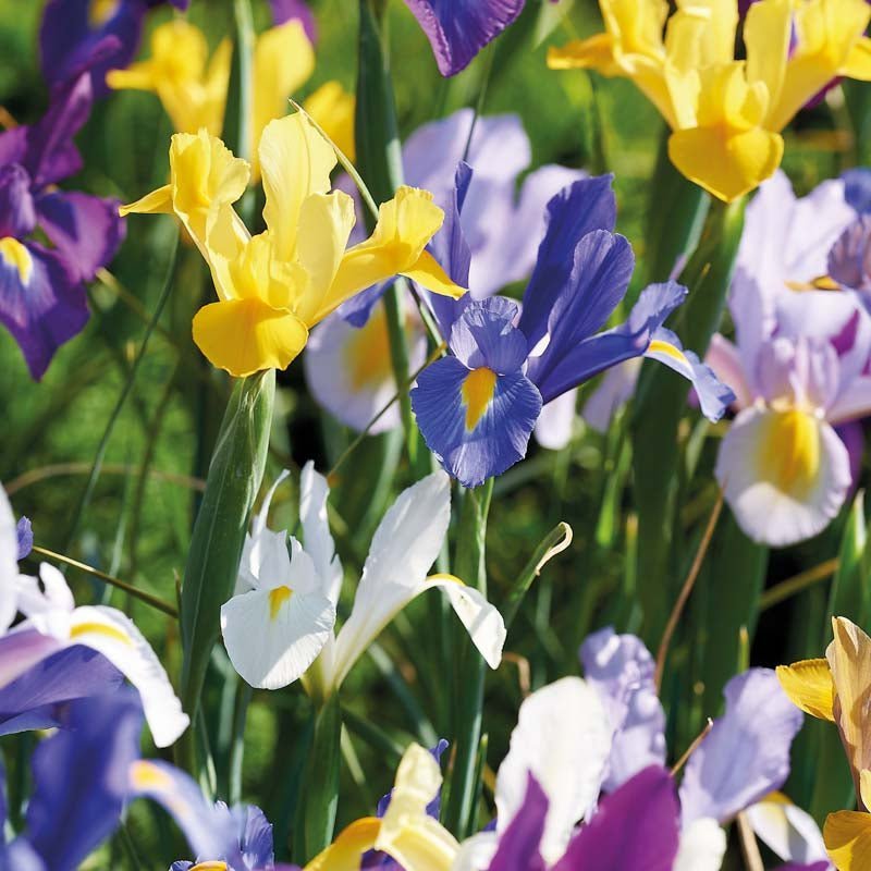 Irismix 'Hollandica Mixed'