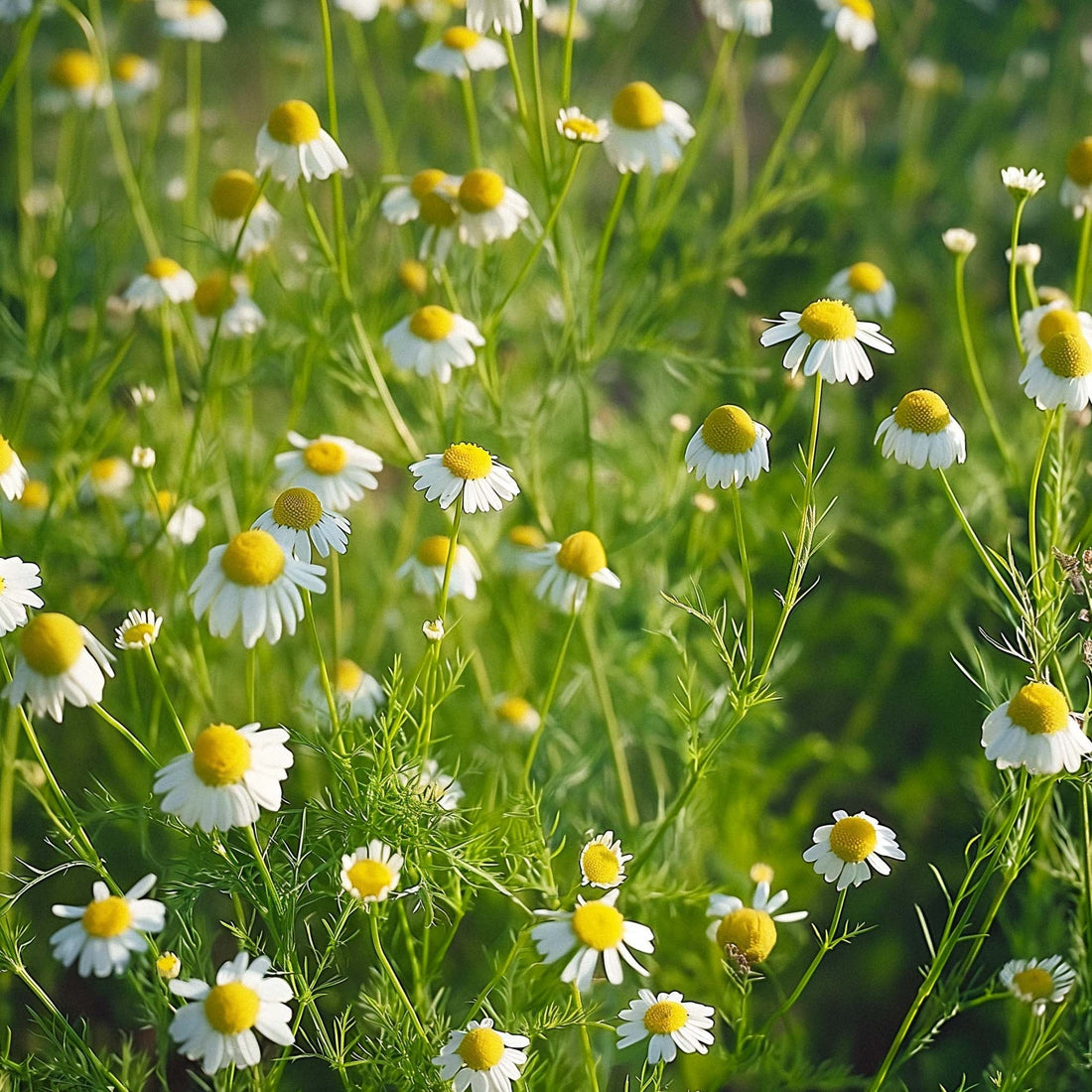 Kamillezaden 'Chamomile' - 2500 biologische zaden