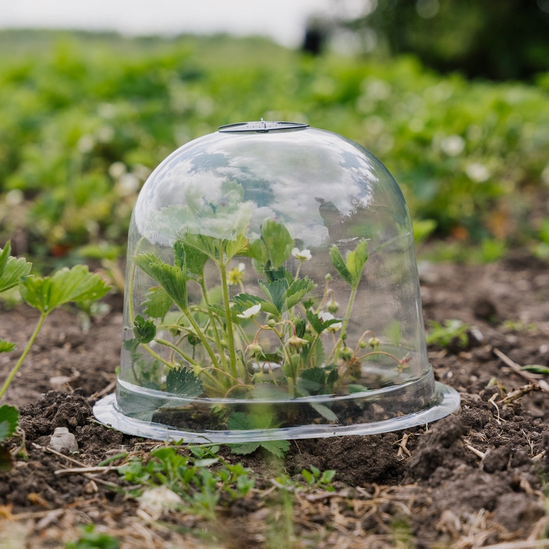 Klokkeluider, 3 stuks.
