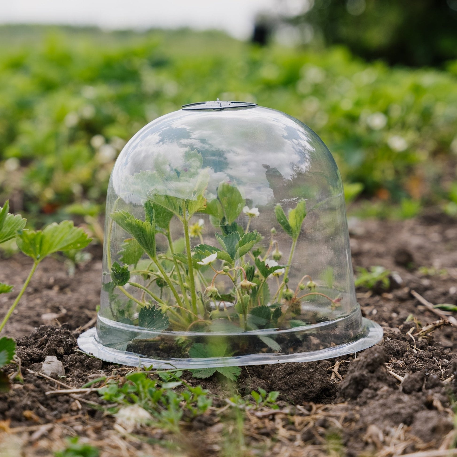 Klokkeluider, 3 stuks.