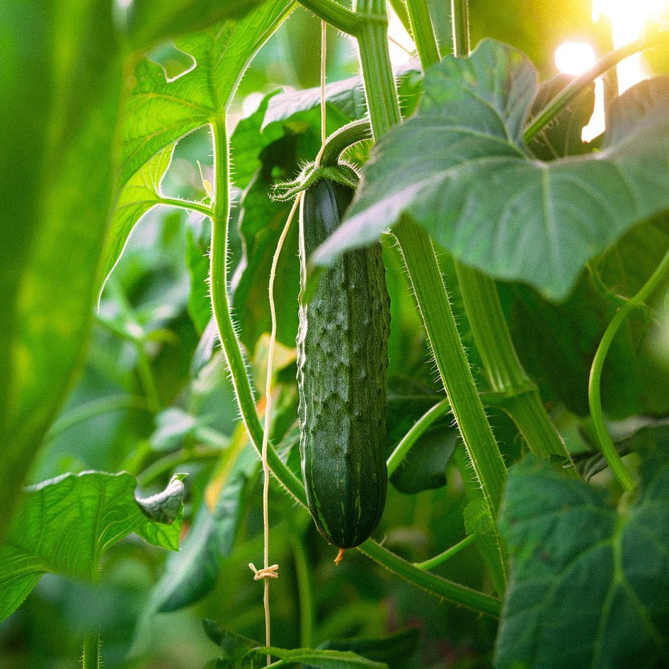 Komkommerzaden 'Telegraph Improved' - 10 biologische zaden