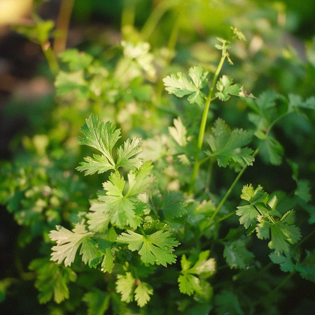 Korianderzaden - 100 biologische zaden
