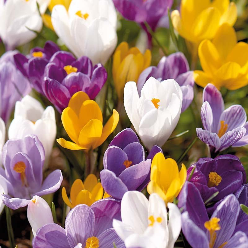 Krokusmix 'Vernus Mixed'