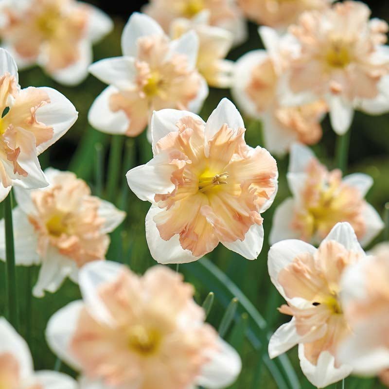 Narcis 'Apple Pie'
