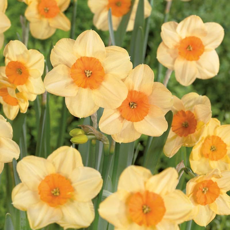 Narcis 'Kedron'
