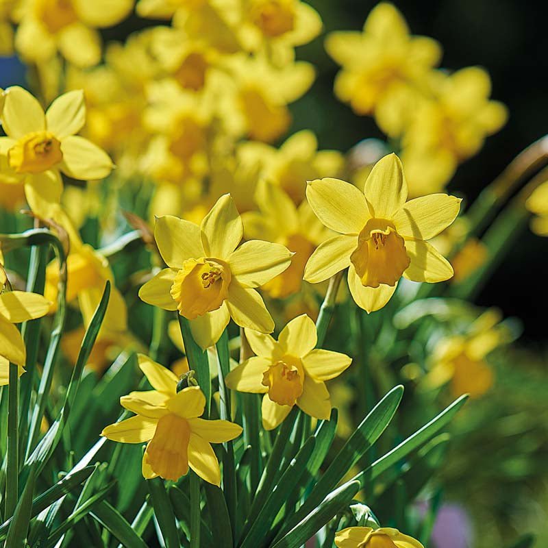 Narcis 'Tete á Tete'