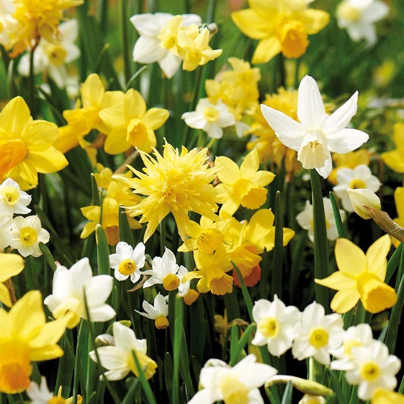 Narcissenmix 'Botanisk Mix'