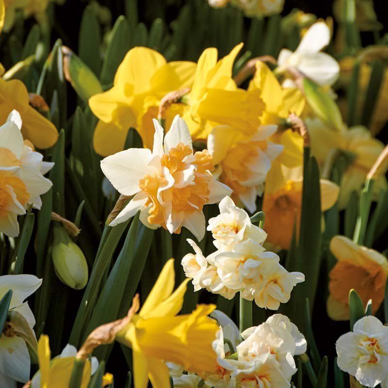 Narcissenmix 'Mixed'