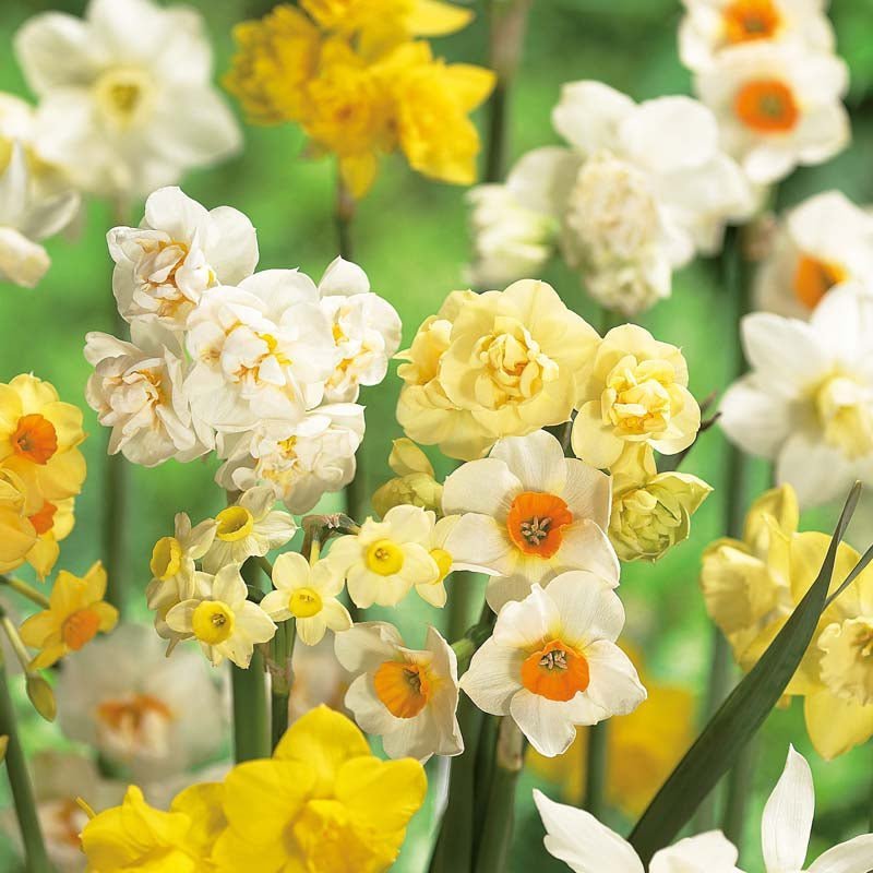 Narcissenmix 'Multiflora Mix'