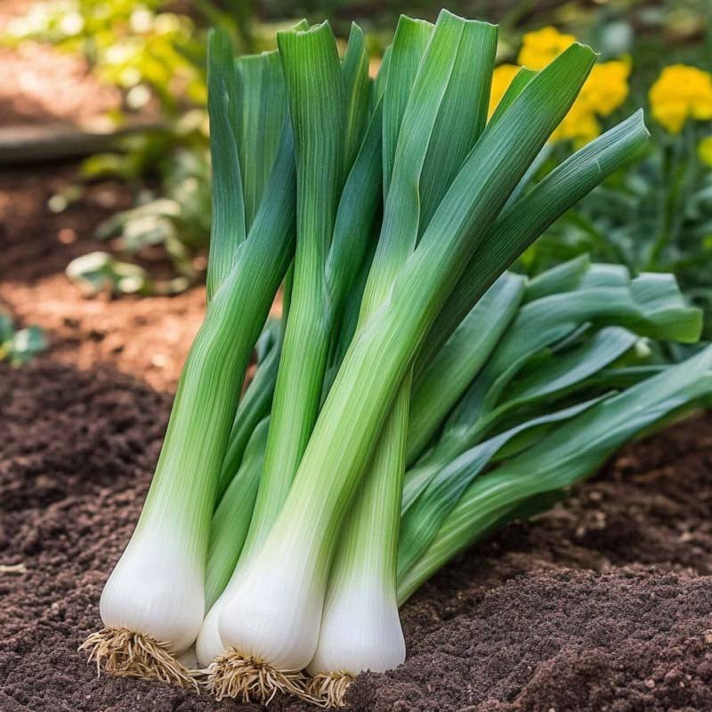 Preizaad 'Hannibal' - 100 biologische zaden