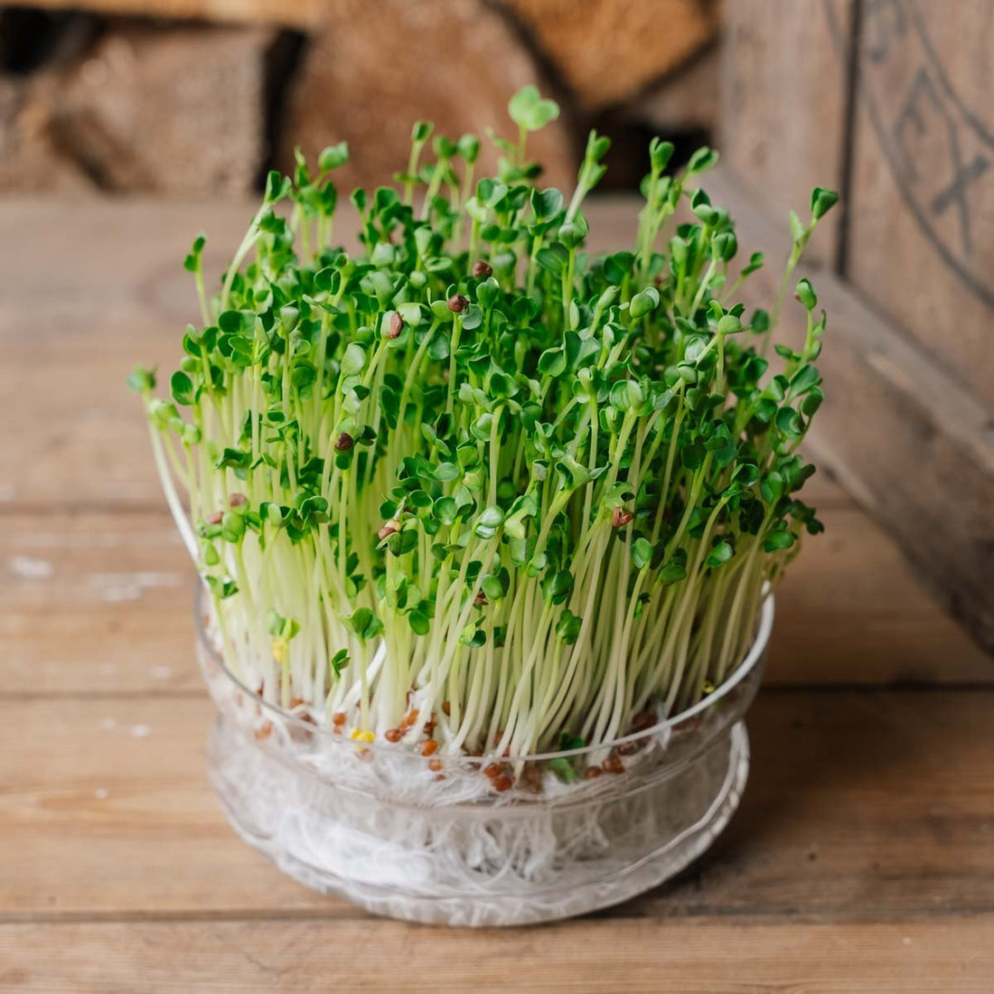 Radijs microgroente zaden - 800 biologische zaden