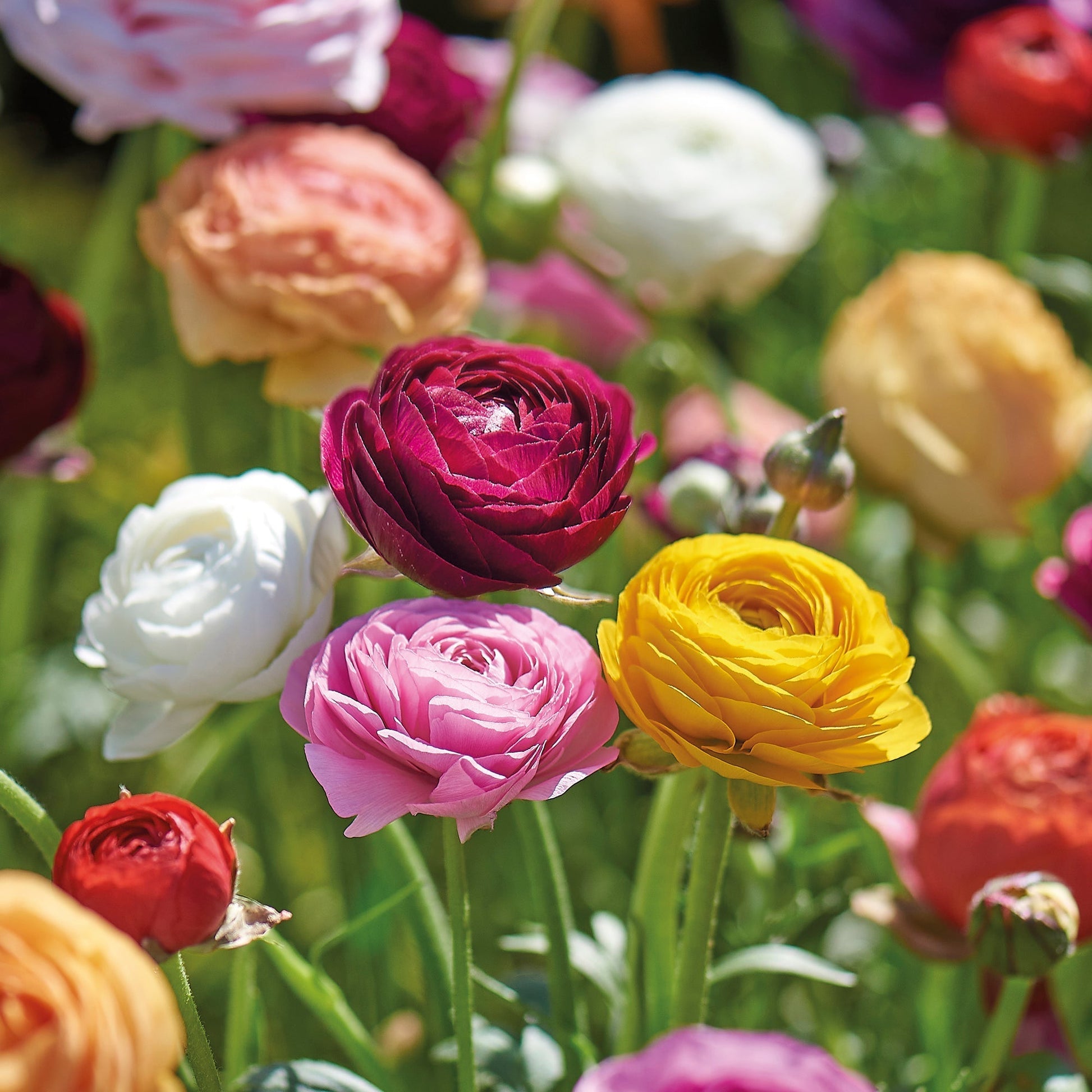 Ranonkel 'Asiaticus'