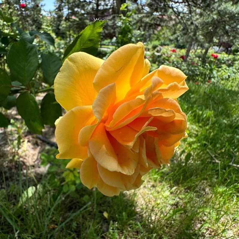 Roos 'Diamond Jubilee'