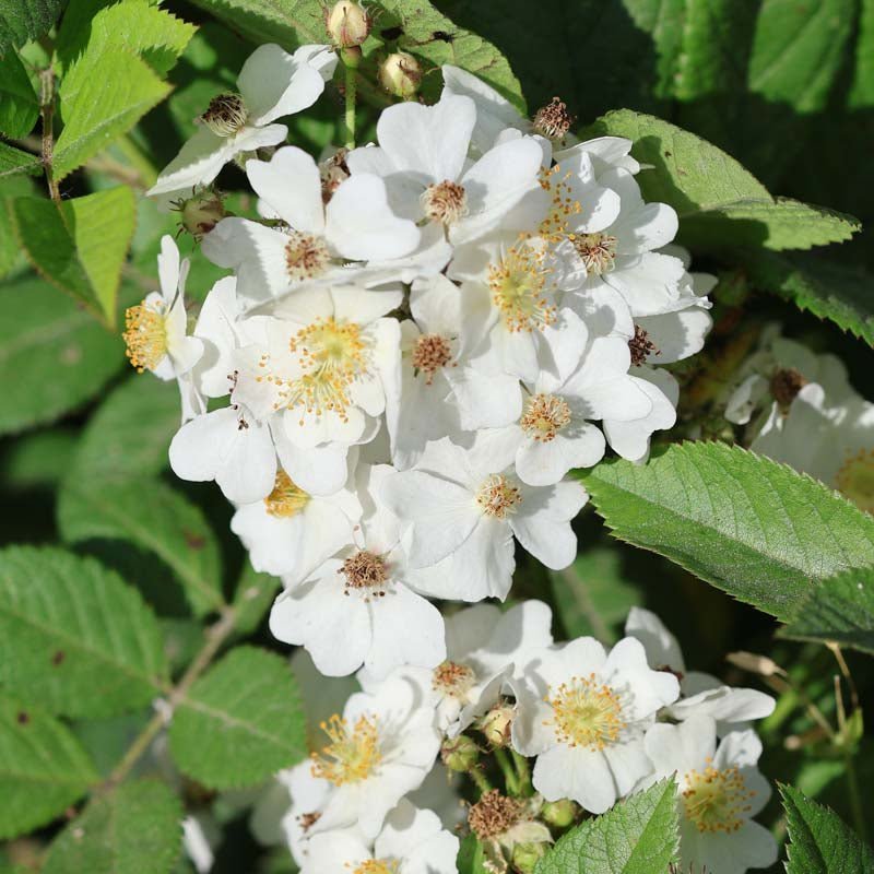 Roos 'Filipes Kiftsgate'